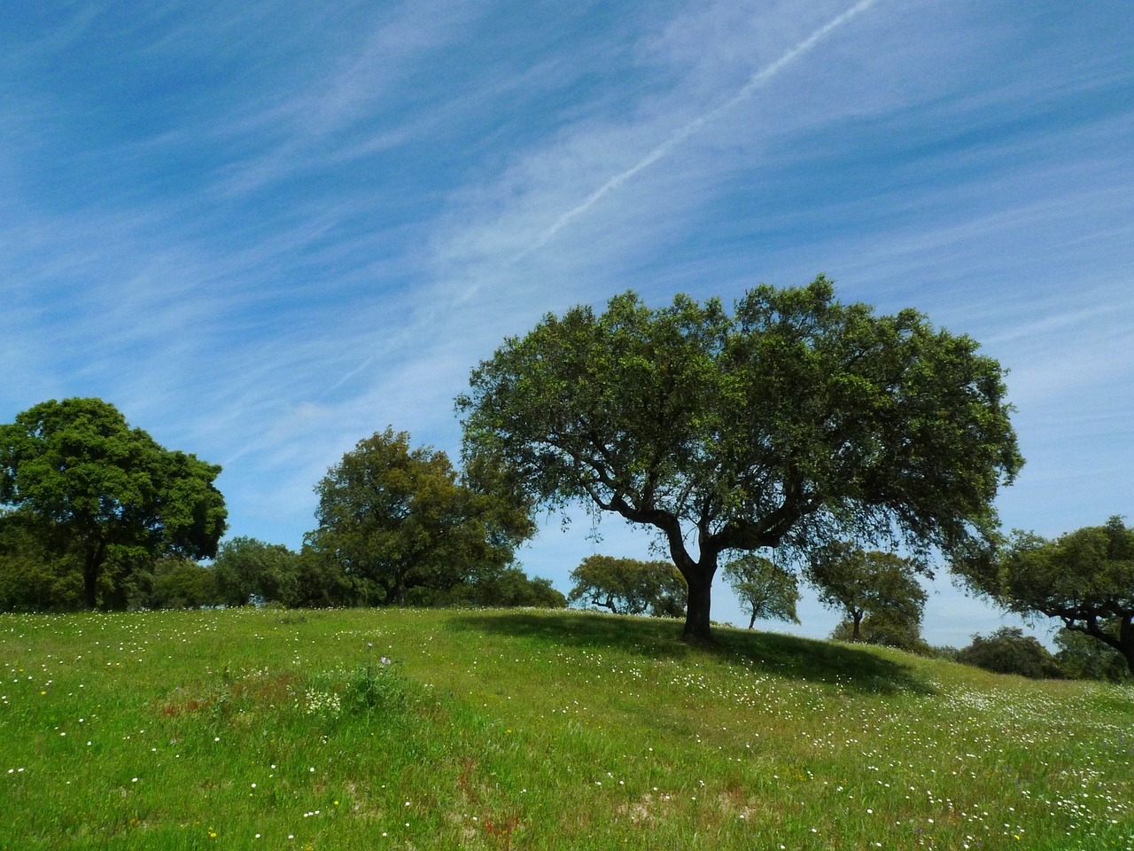 tree, green, spring-2104276.jpg